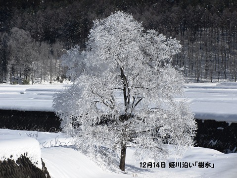 12月14日姫川沿いの樹氷