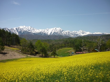 大町市中山高原の菜の花畑