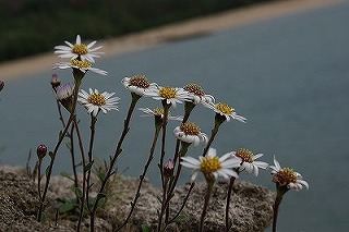 DSC03039 (2)