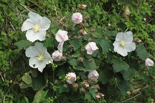 扶養の花
