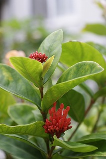 5夏の花