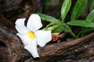 1夏の花
