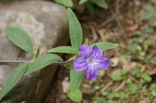 夏の花