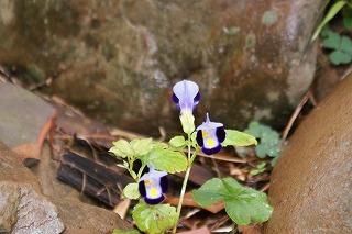 7夏の花
