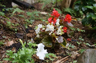 1冬の花