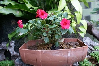 冬の花
