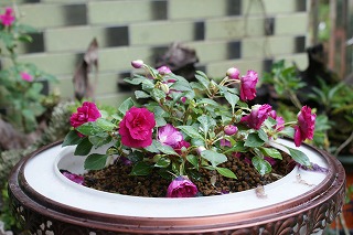 冬の花3