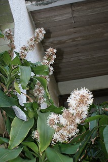 DSC02179.jpg