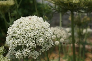 DSC02267.jpg
