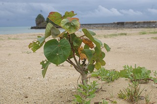 DSC02324.jpg