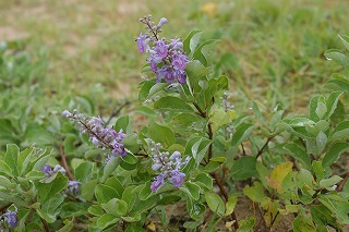 DSC02387.jpg