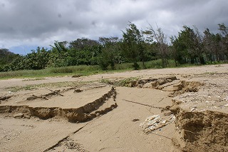 DSC0241.jpg