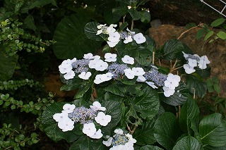 DSC02465.jpg