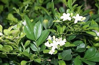 DSC02490.jpg