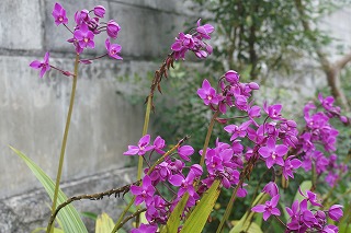 DSC02510.jpg
