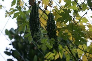 DSC02517.jpg