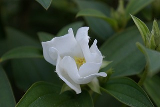 DSC02529.jpg
