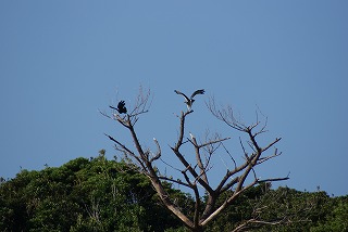 DSC02647c.jpg