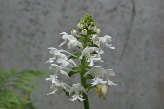 DSC02830.jpg