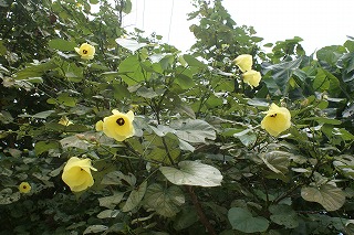 DSC02862.jpg