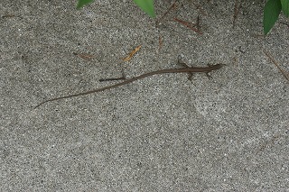 DSC02984.jpg