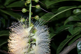 DSC03042.jpg
