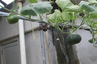 DSC03417.jpg