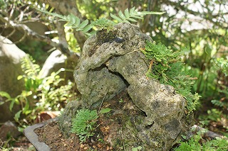 DSC04125.jpg