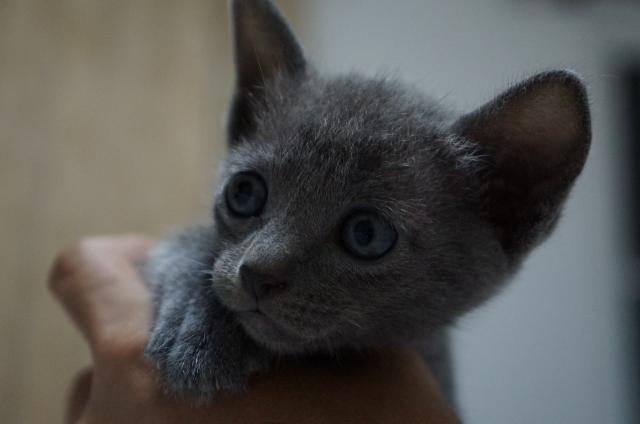 kitten6