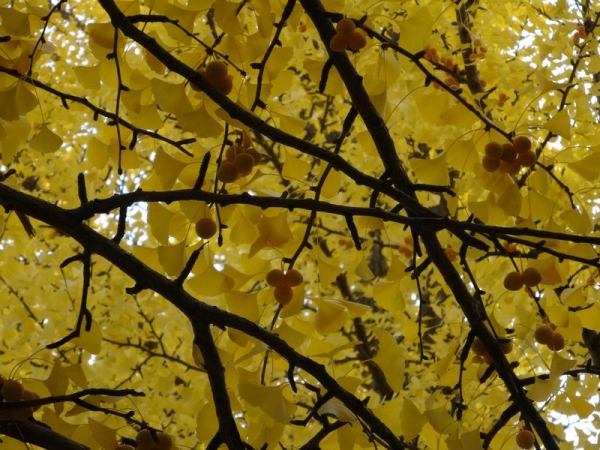 DSC00637ベスト