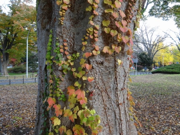 DSC00621.jpg