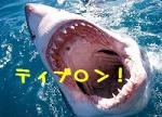 shark-attack.jpg
