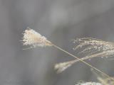 TIC_BLG0490.jpg