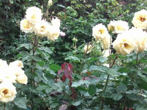 DSC_0022_20120610003431.jpg