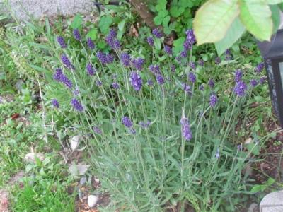 IMG_0028.jpg