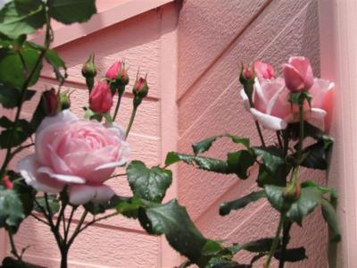 IMG_0225.jpg