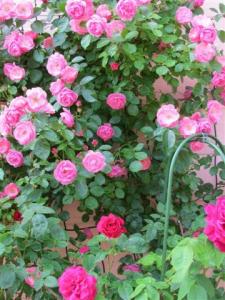 IMG_0231.jpg
