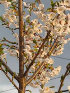 IMG_1935.jpg