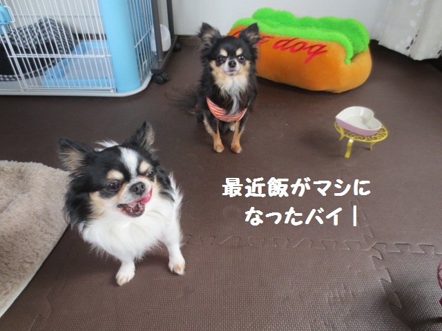IMG_3615 - コピー