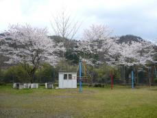 桜咲いてます