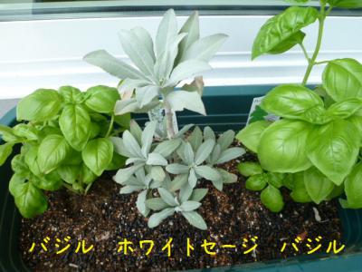 バジル