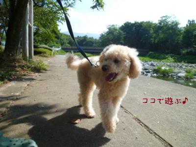 ここで遊ぶ
