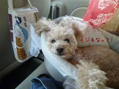 うさみみ