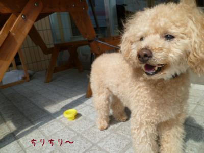 ちりちり
