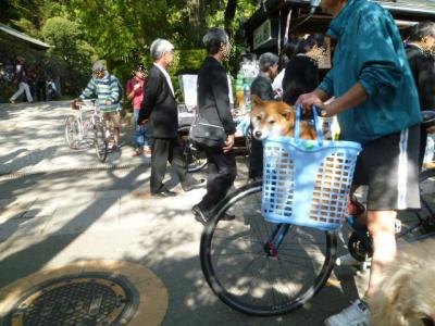 かご犬