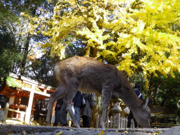 鹿とイチョウ