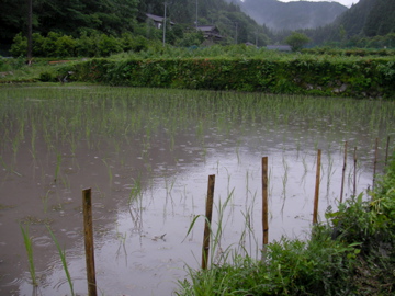 田植え実験