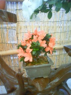 201206031014000.jpg