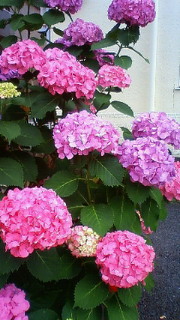 201206171543001.jpg