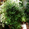 P1010261_convert_20120519131251 (2)